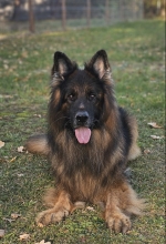 vom Trojangold, hodowla Owczarków Niemieckich Długowłosych