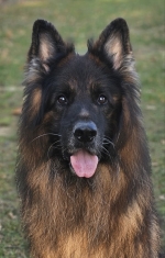 vom Trojangold, hodowla Owczarków Niemieckich Długowłosych