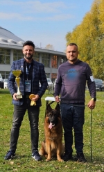 vom Trojangold, hodowla Owczarków Niemieckich Długowłosych