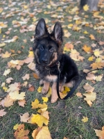 vom Trojangold, hodowla Owczarków Niemieckich Długowłosych