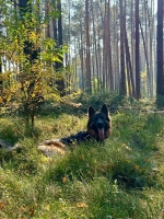 vom Trojangold, hodowla Owczarków Niemieckich Długowłosych