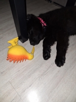 vom Trojangold, hodowla Owczarków Niemieckich Długowłosych