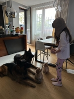 vom Trojangold, hodowla Owczarków Niemieckich Długowłosych