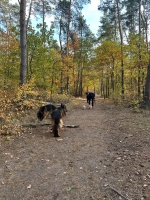 vom Trojangold, hodowla Owczarków Niemieckich Długowłosych