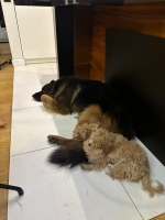 vom Trojangold, hodowla Owczarków Niemieckich Długowłosych