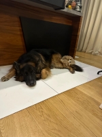 vom Trojangold, hodowla Owczarków Niemieckich Długowłosych