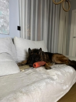 vom Trojangold, hodowla Owczarków Niemieckich Długowłosych