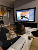 vom Trojangold, hodowla Owczarków Niemieckich Długowłosych