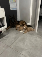 vom Trojangold, hodowla Owczarków Niemieckich Długowłosych