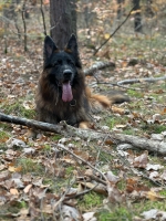 vom Trojangold, hodowla Owczarków Niemieckich Długowłosych