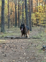 vom Trojangold, hodowla Owczarków Niemieckich Długowłosych