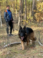 vom Trojangold, hodowla Owczarków Niemieckich Długowłosych