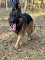 vom Trojangold, hodowla Owczarków Niemieckich Długowłosych