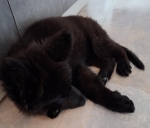 vom Trojangold, hodowla Owczarków Niemieckich Długowłosych