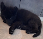 vom Trojangold, hodowla Owczarków Niemieckich Długowłosych