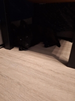 vom Trojangold, hodowla Owczarków Niemieckich Długowłosych