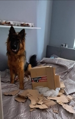 vom Trojangold, hodowla Owczarków Niemieckich Długowłosych