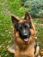 vom Trojangold, hodowla Owczarków Niemieckich Długowłosych