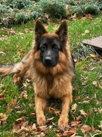 vom Trojangold, hodowla Owczarków Niemieckich Długowłosych