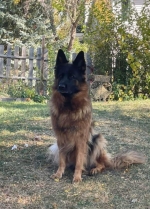 vom Trojangold, hodowla Owczarków Niemieckich Długowłosych