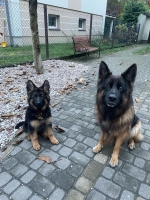 vom Trojangold, hodowla Owczarków Niemieckich Długowłosych