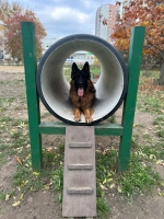 vom Trojangold, hodowla Owczarków Niemieckich Długowłosych