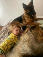 vom Trojangold, hodowla Owczarków Niemieckich Długowłosych