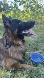 vom Trojangold, hodowla Owczarków Niemieckich Długowłosych