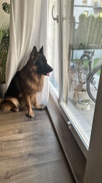 vom Trojangold, hodowla Owczarków Niemieckich Długowłosych