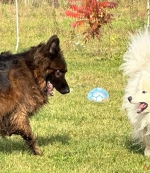 vom Trojangold, hodowla Owczarków Niemieckich Długowłosych