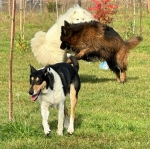 vom Trojangold, hodowla Owczarków Niemieckich Długowłosych