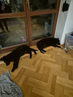 vom Trojangold, hodowla Owczarków Niemieckich Długowłosych