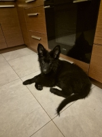 vom Trojangold, hodowla Owczarków Niemieckich Długowłosych