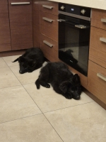 vom Trojangold, hodowla Owczarków Niemieckich Długowłosych