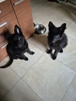 vom Trojangold, hodowla Owczarków Niemieckich Długowłosych