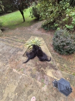 vom Trojangold, hodowla Owczarków Niemieckich Długowłosych