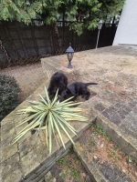 vom Trojangold, hodowla Owczarków Niemieckich Długowłosych