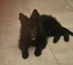 vom Trojangold, hodowla Owczarków Niemieckich Długowłosych