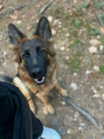 vom Trojangold, hodowla Owczarków Niemieckich Długowłosych