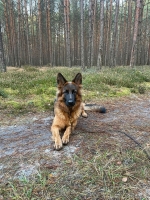 vom Trojangold, hodowla Owczarków Niemieckich Długowłosych