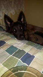 vom Trojangold, hodowla Owczarków Niemieckich Długowłosych