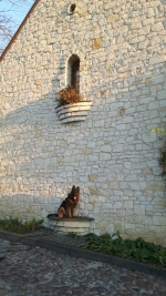 vom Trojangold, hodowla Owczarków Niemieckich Długowłosych