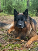 vom Trojangold, hodowla Owczarków Niemieckich Długowłosych