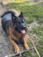 vom Trojangold, hodowla Owczarków Niemieckich Długowłosych