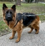 vom Trojangold, hodowla Owczarków Niemieckich Długowłosych