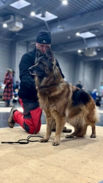 vom Trojangold, hodowla Owczarków Niemieckich Długowłosych