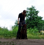 vom Trojangold, hodowla Owczarków Niemieckich Długowłosych