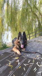 vom Trojangold, hodowla Owczarków Niemieckich Długowłosych