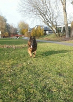 vom Trojangold, hodowla Owczarków Niemieckich Długowłosych