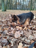 vom Trojangold, hodowla Owczarków Niemieckich Długowłosych